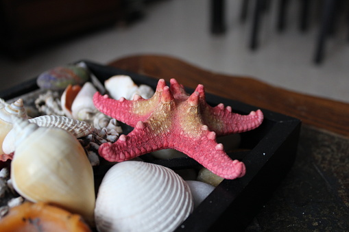 Beautiful decoration, with seashells and a starfish in the living room.