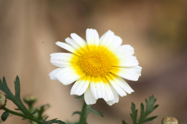 istock Crown daisy or edible chrysanthemum (Glebionis coronaria) in bloom : (pix Sanjiv Shukla) 1499777077