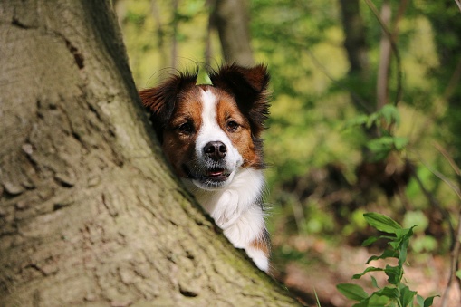 cute portrait of a brown and white dog sitting behind a big tree in the forest and looking out