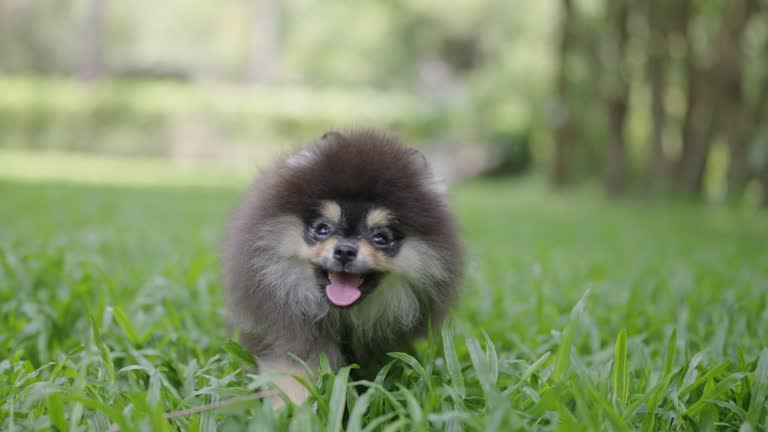 Dog enjoying the park