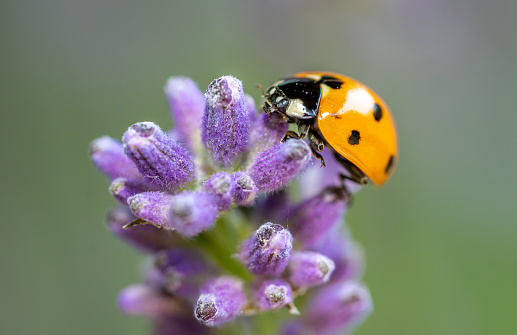 ladybird on a flavender flower macro shot in the garden