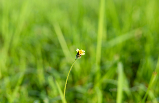 Close-up Tridax procumbens Daisy flower blooming with blurred green grass background