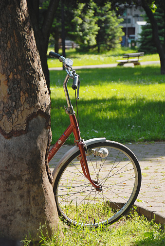Bicycle leaning against a plane tree in a public park.