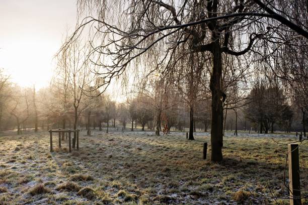 istock Grassy meadow with leafless trees on an early winter morning. 1499780189