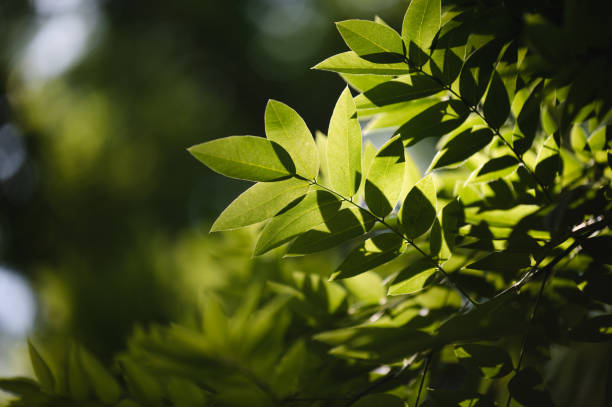 istock Closeup of beech leaves in springtime 1499783309