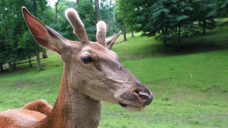 Portrait of Deer muzzle close up. Deer grazing on the field. Full HD slow motion zoo animals video.