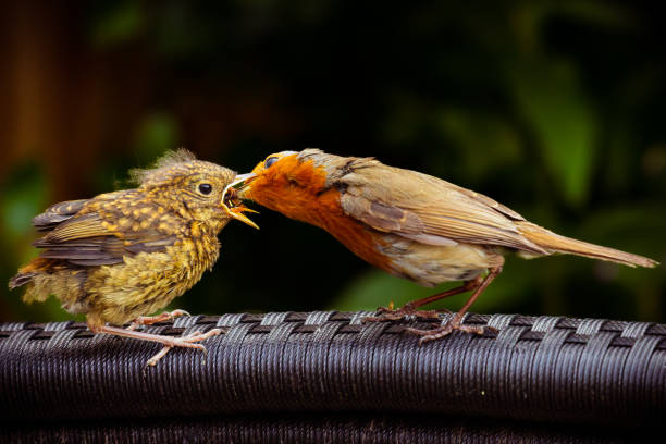 istock Breakfast in the Garden 1499786509