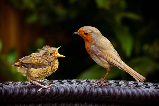istock Breakfast in the Garden 1499786555