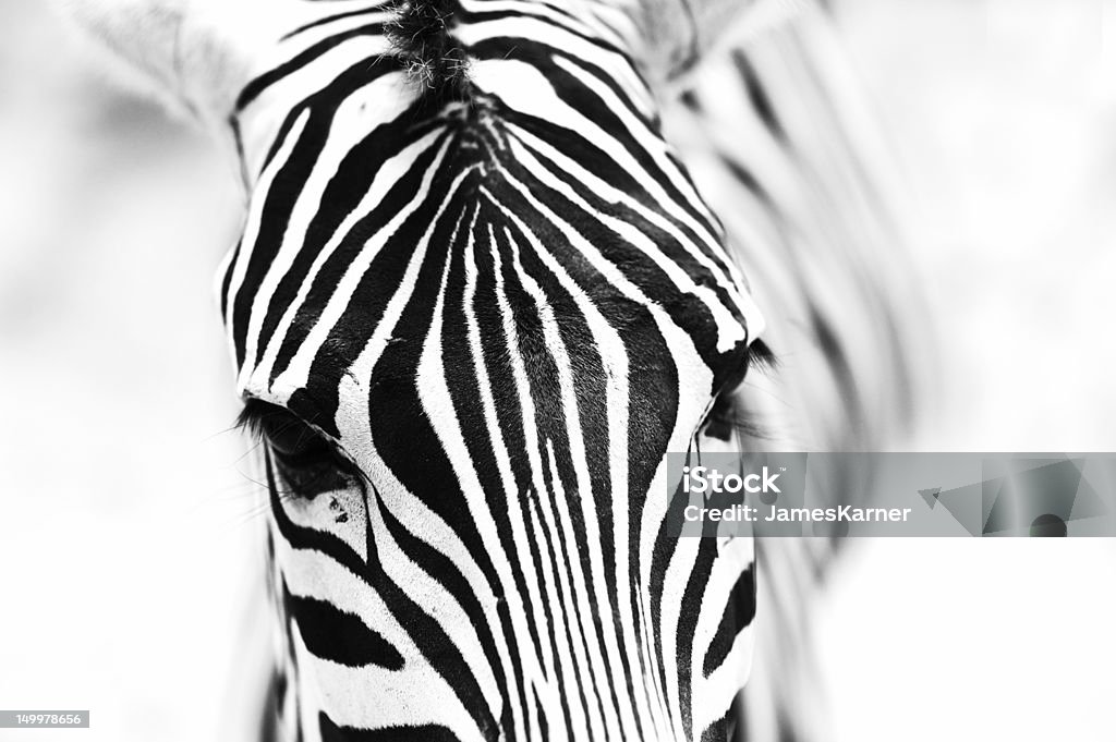 close-up do zebra - Royalty-free Zebra Foto de stock