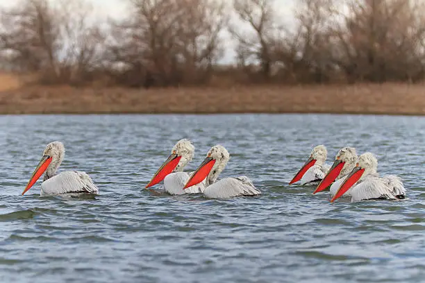 Photo of Dalmatian Pelicans (Pelecanus crispus)