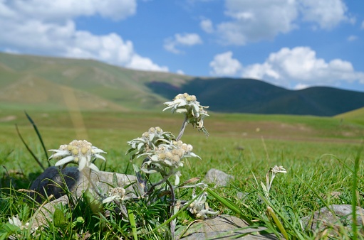 Edelweiss flowers in the foreground, hills in the background. Mongolian  nature and flora in the summer.