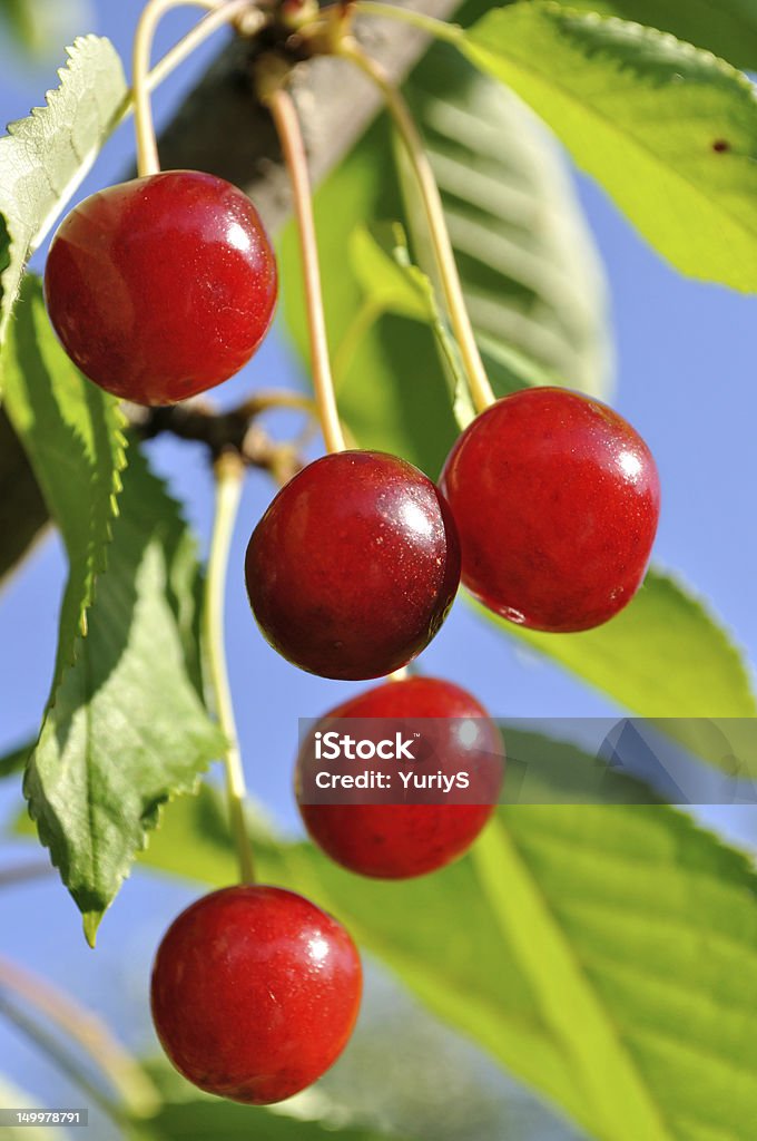 Reife süße Kirsche auf einem Baum - Lizenzfrei Ast - Pflanzenbestandteil Stock-Foto