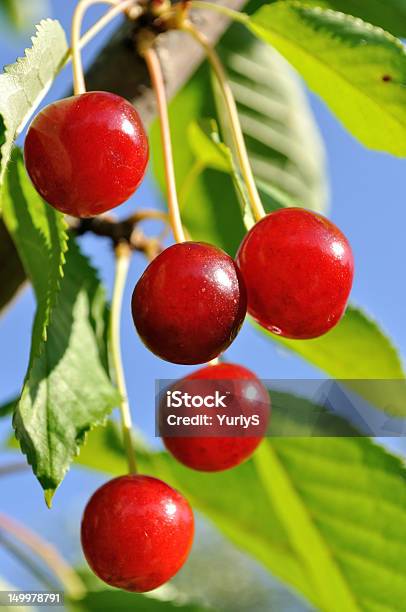 Reife Süße Kirsche Auf Einem Baum Stockfoto und mehr Bilder von Ast - Pflanzenbestandteil - Ast - Pflanzenbestandteil, Baum, Beere - Obst