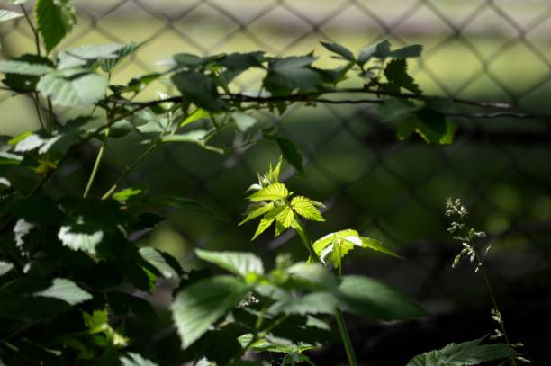 istock blackberry leaves lit by the sun 1499788045