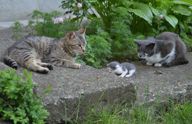 istock cat family together in the yard 1499788414