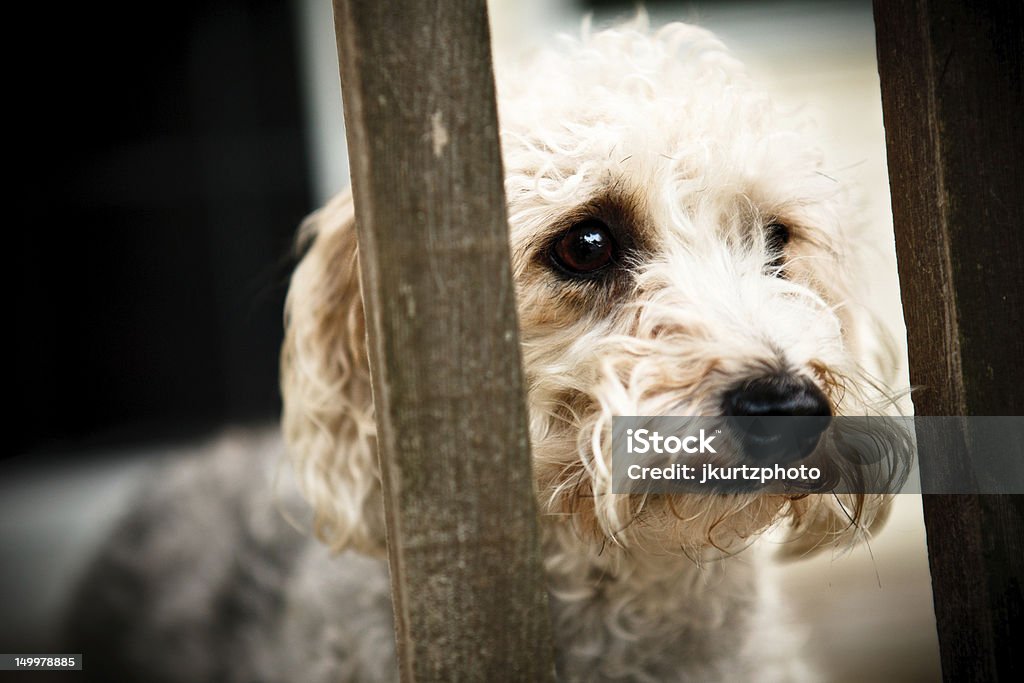 Sad Dog yorkie bichon watching from behind fence. Bichon Stock Photo