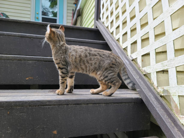 istock Cat on the Stairs 1499790289