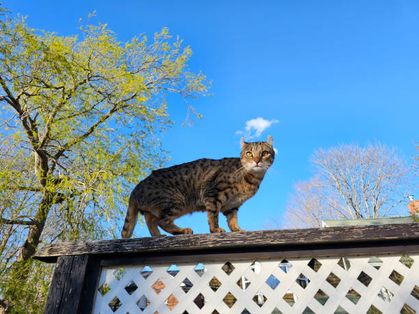 istock Highlander Cat on Porch Railing 1499790671