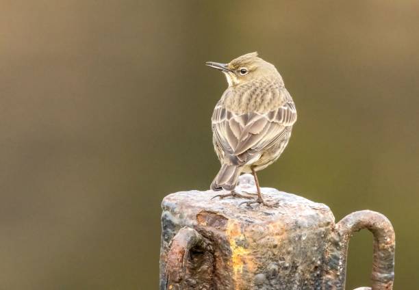 istock European rock pipit (Anthus petrosus) perched on a metal structure 1499791920