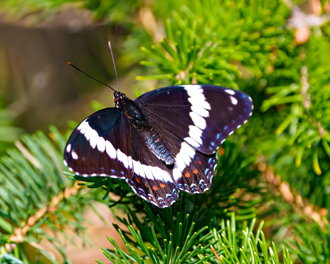 Whie Admiral Butterfly perched on a evergreen branch in its woodland environment and habitat surrounding.