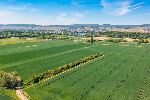 Aerial view of grain fields in Rheinhessen near Ingelheim am Rhein/Germany