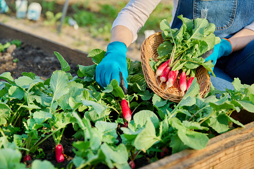 Close-up of woman's hands harvesting radishes in garden. Growing organic natural bio vegetables, agriculture farming gardening concept