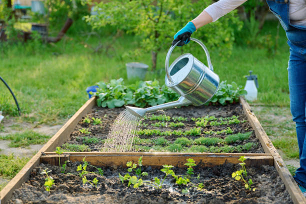 Woman watering vegetable garden with wooden beds with young vegetables stock photo