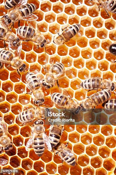 クローズアップビューのビーズで Honeycombs 動作 - ハナバチのストックフォトや画像を多数ご用意 - ハナバチ, クローズアップ, スイーツ