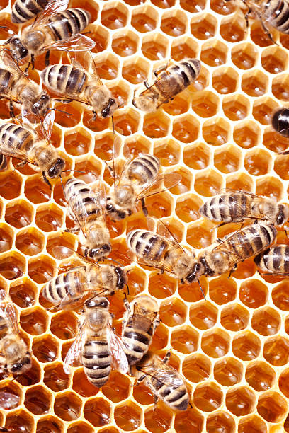 istock Close up view of the working bees on honeycombs 149979228