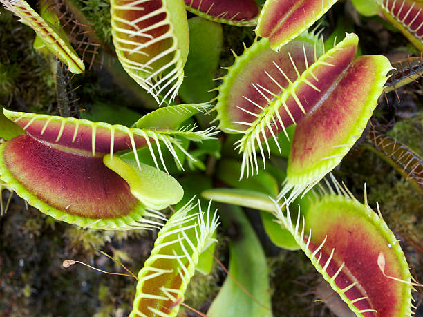 Venus flytrap stock photo