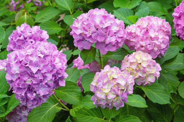 istock Pink flowers of hydrangea ( Hydrangea macrophylla ) in garden 1499793307