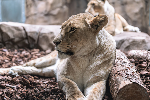lionesses in captivity at blackpool zoo