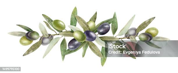 Olive Branches Leaves And Fruits Garland Of Branches Olive Tree