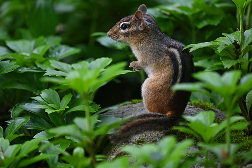 Eastern chipmunk sentry perched on rock in pachysandra bed, summer, Connecticut