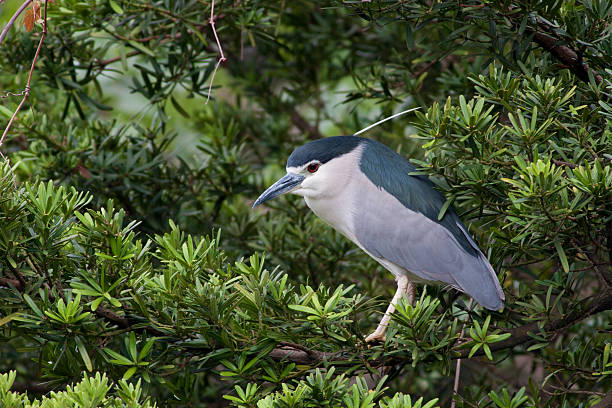 black-coroado garça-noturna - heron night heron island water - fotografias e filmes do acervo