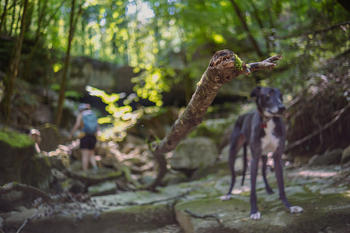 Friends exploring the woods with their pet friend