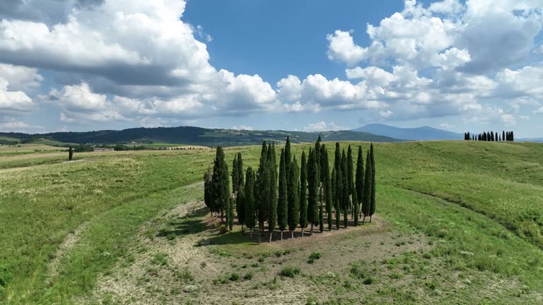 The cypresses of Tuscany in San Quirico d'Orcia, Siena, Italy.