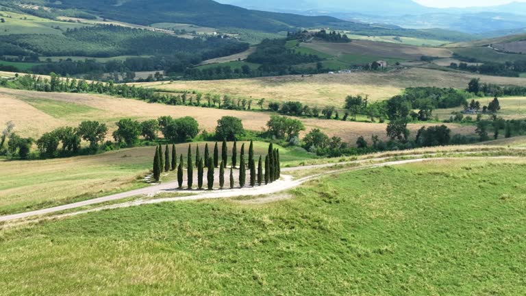 The cypresses of Tuscany in San Quirico d'Orcia, Siena, Italy.