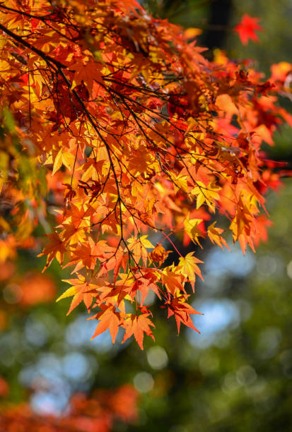 istock Autumn scenery in Nara, Japan 1499798146