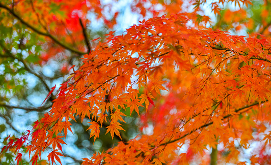 Nature background - maple leaves at autumn in Nara, Japan.