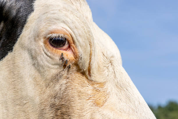 occhio di mucca da vicino, uno in bianco e nero, sembra calmo e tranquillo, primo piano di un mungitore bianco e nero da latte - milker foto e immagini stock