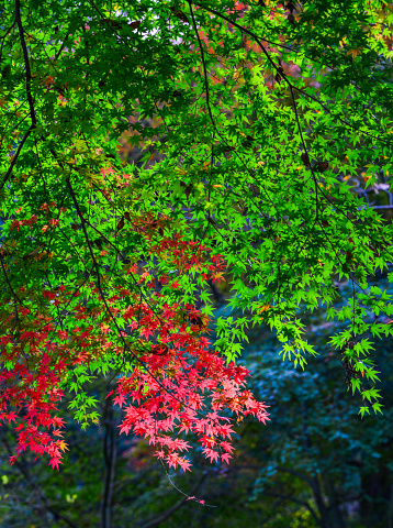 Autumn scenery in Nara, Japan