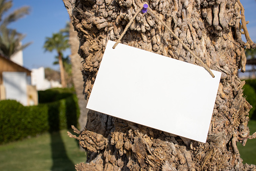 a purple map pin and white hanging picture sign on a coconut tree with empty free space for template or blank copy area