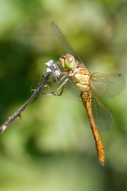 istock Dragonfly France 1499798752
