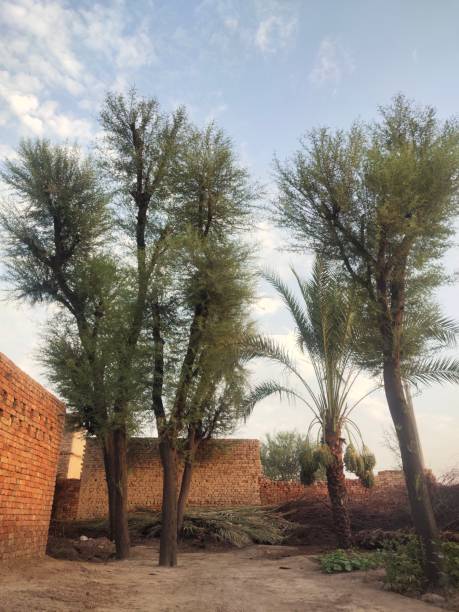 istock Beautiful trees, one dates tree in the house, and an excellent cloudy sky 1499799430