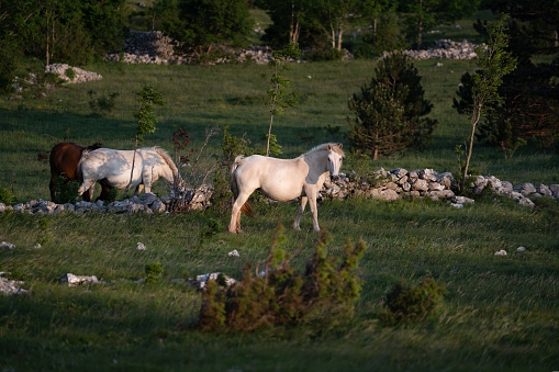 Rural scene of two white and grey Percheron horses walking through a pasture of green grass towards the camera.