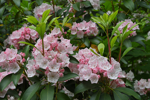 Mountain laurel flowers and, sprouting above them, spring growth of the shrub's evergreen leaves. Taken mid June in wild Connecticut, where this is the state flower.
