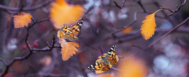 Yellow leaves and a butterflies in the forest. Autumn background.