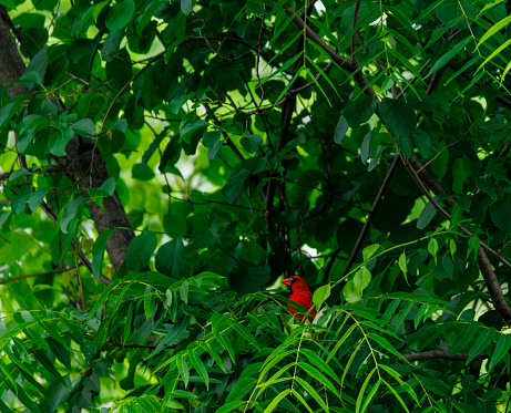 A northern red cardinal in the trees in Northern New Jersey