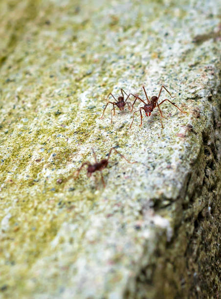 istock Garden ants working together, Mindo Ecuador 1499802341